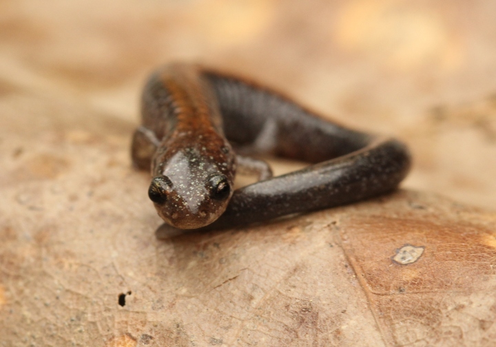 Redback Salamander